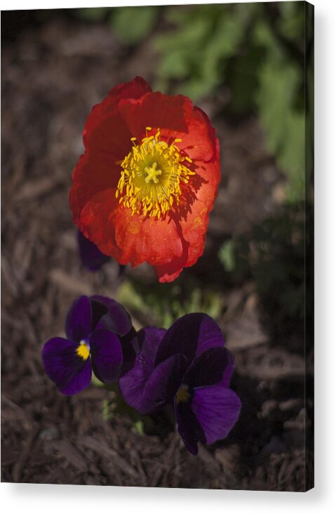 Poppy Acrylic Print featuring the photograph A Deep Richness by Morris McClung