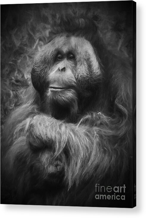 Male Orang Utan Acrylic Print featuring the photograph Male orang utan by Sheila Smart Fine Art Photography