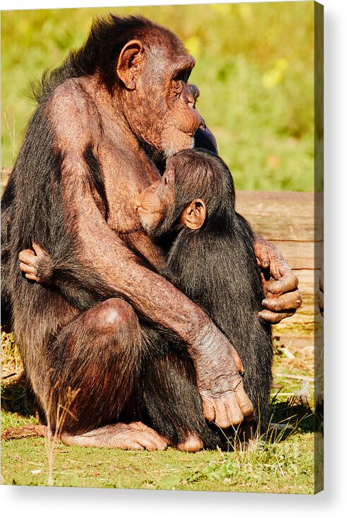 Nursing Acrylic Print featuring the photograph Nursing chimpanzee by Nick Biemans