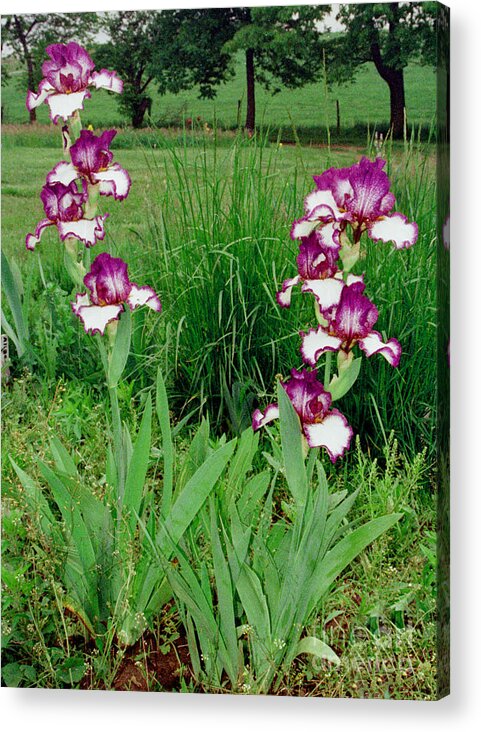 Iris Acrylic Print featuring the photograph Outlined Iris by Rex E Ater