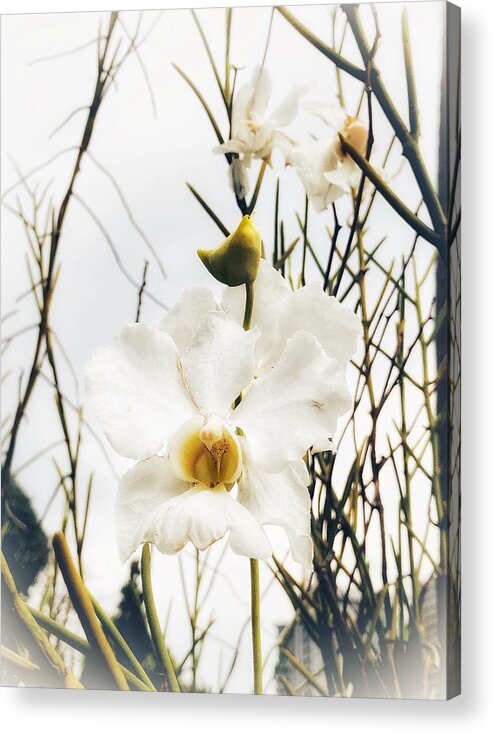 White Orchid Acrylic Print featuring the photograph White Orchid by Georgia Clare