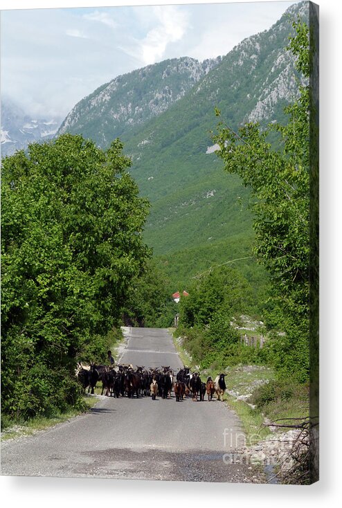 Goats Acrylic Print featuring the photograph The Road to Theth - Albania by Phil Banks