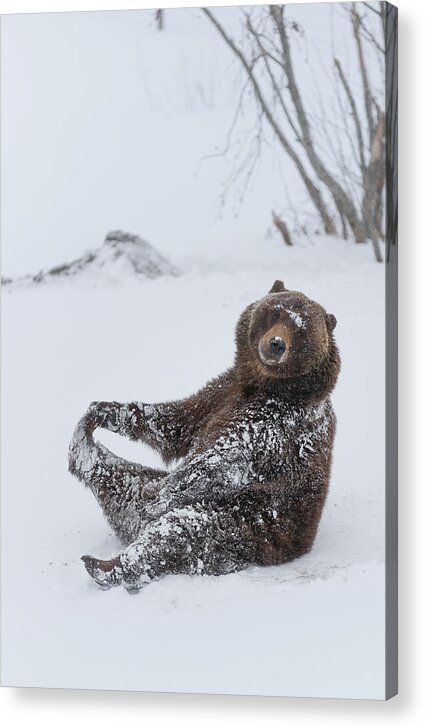 Scott Slone Acrylic Print featuring the photograph Brown Bear Winter Puzzle by Scott Slone