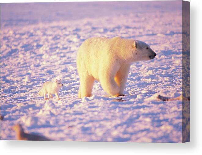 Arctic Fox Following A Polar Bear Canvas Print Canvas Art By
