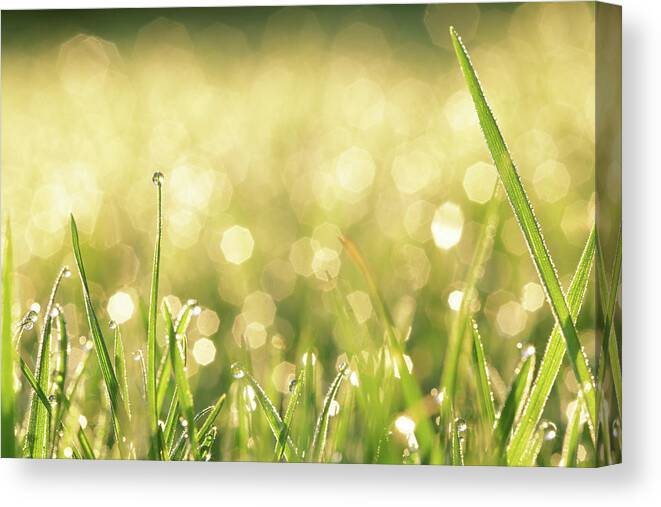 Art print POSTER CANVAS Raindrops Hanging from Blade of Grass