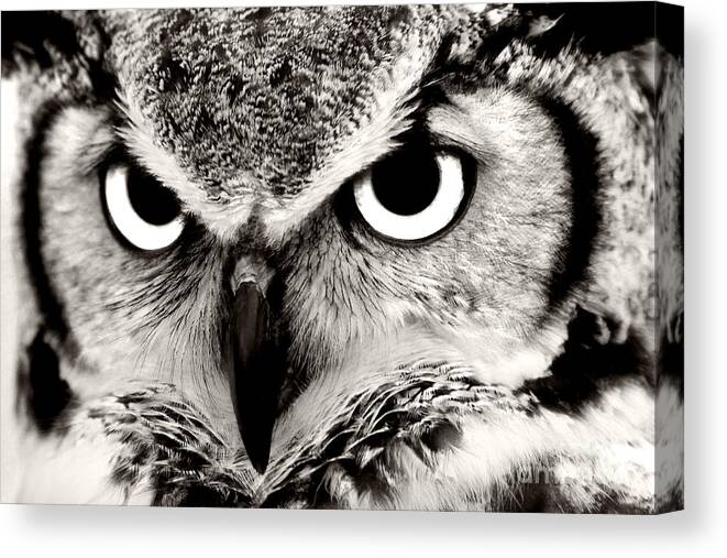 Great Horned Owl In Black And White Canvas Print