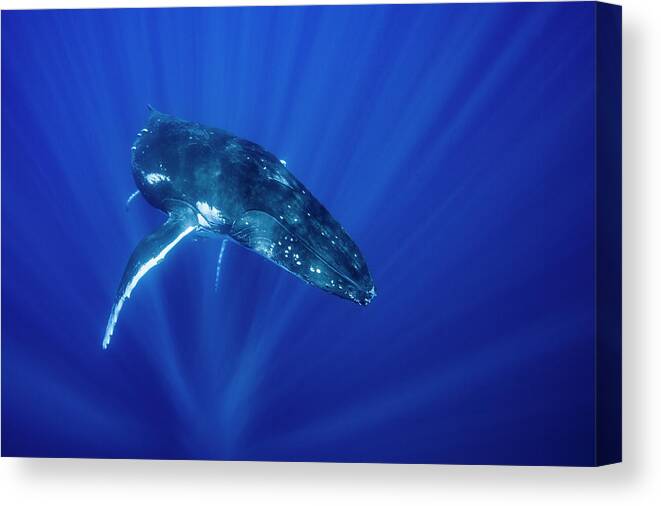 Humpback Whale Swimming Underwater Canvas Print Canvas Art By
