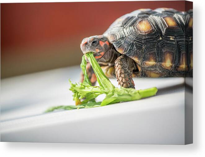 Red Footed Tortoise Feeding Canvas Print Canvas Art By Pan Xunbin