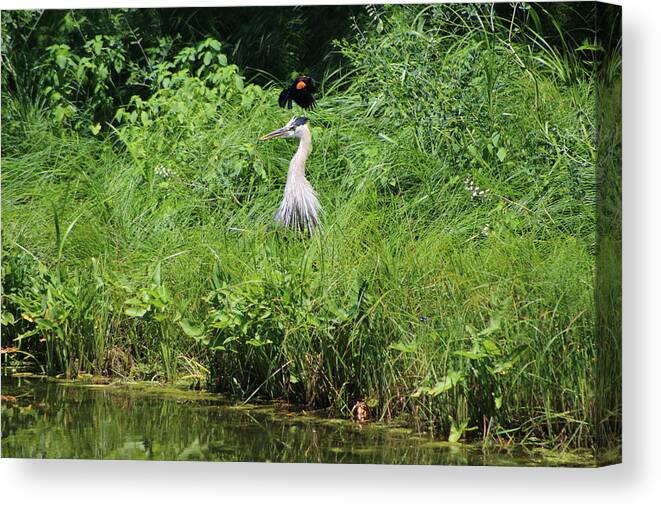 Annoyed - Heron And Red Winged Blackbird 8 Of 10 Canvas Print