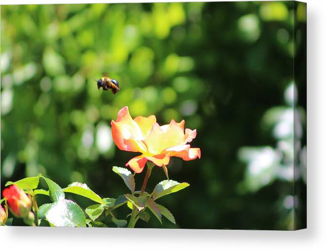 Bee Flying From Peach Petal Rose Canvas Print