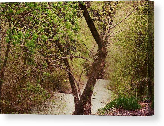 Dreamy Canvas Print featuring the photograph Cozy Stream In American Fork Canyon Utah by Colleen Cornelius