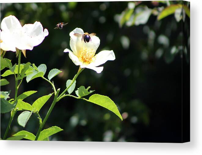 Honey Bees In Flight Over White Rose Canvas Print
