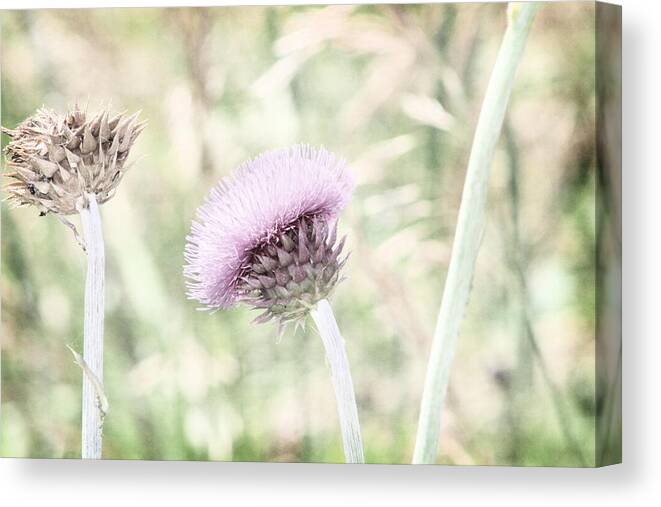 Purple Thistle Canvas Print featuring the photograph Misty Lilac Purple Thistle by Colleen Cornelius