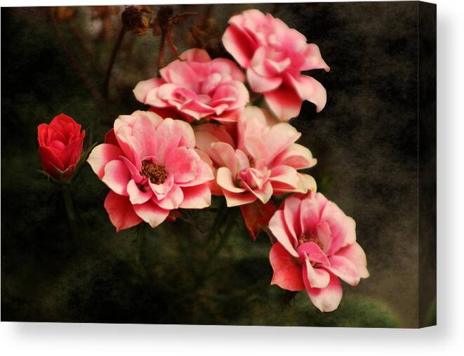 Fuchsia Pink Canvas Print featuring the photograph Old Victorian Fuchsia Pink Rose by Colleen Cornelius