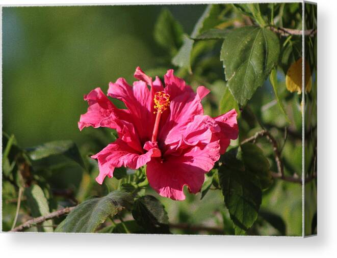 Red Chili Pepper Canvas Print featuring the photograph Red Chili Pepper Hibiscus Flower by Colleen Cornelius