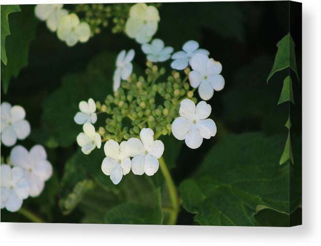 White Bridal Wreath Canvas Print featuring the photograph White Bridal Wreath Flowers by Colleen Cornelius