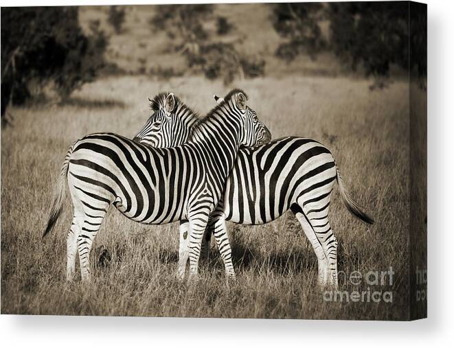 Canvas Prints Fine Wall Art Zebra Photo Print Safari Black White Zebras