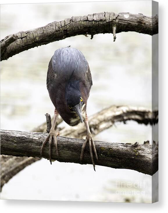 Heron Canvas Print featuring the photograph Heron Attitude by Jeannette Hunt