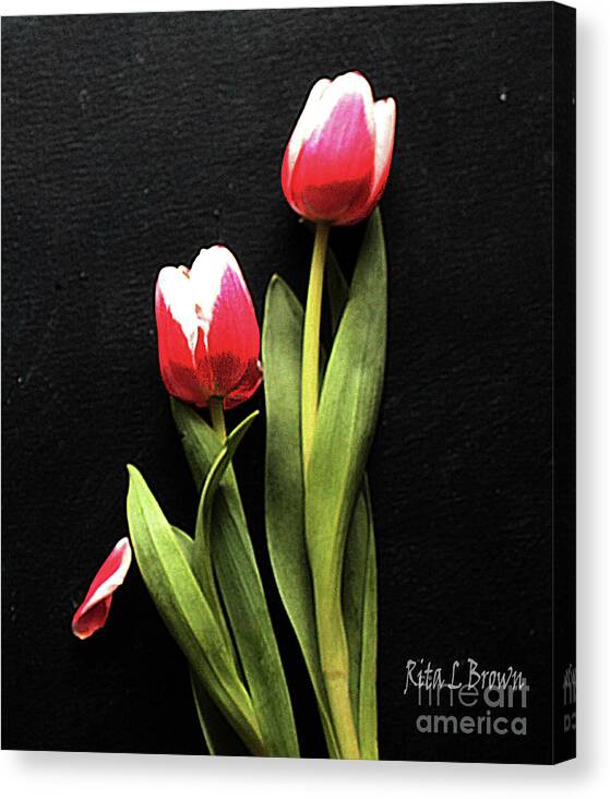 Tullips Canvas Print featuring the photograph Pink and White Tullips by Rita Brown