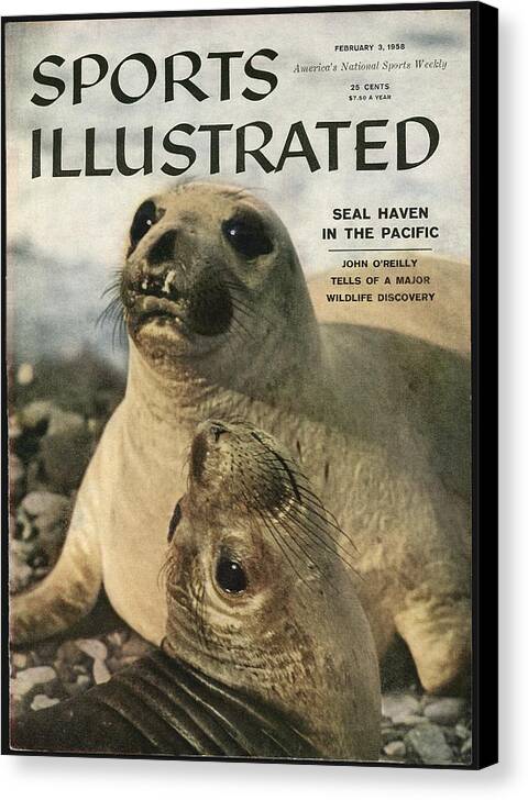 Magazine Cover Canvas Print featuring the photograph Elephant Seals Sports Illustrated Cover by Sports Illustrated