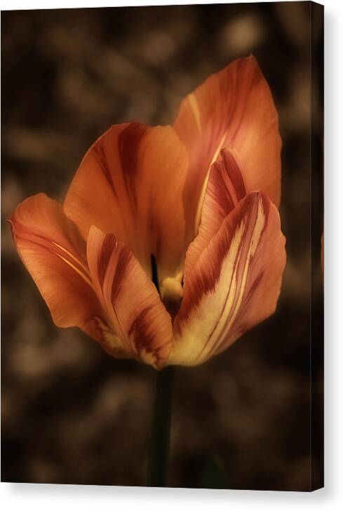 Macro Canvas Print featuring the photograph Art of the Tulip No. 3 by Richard Cummings