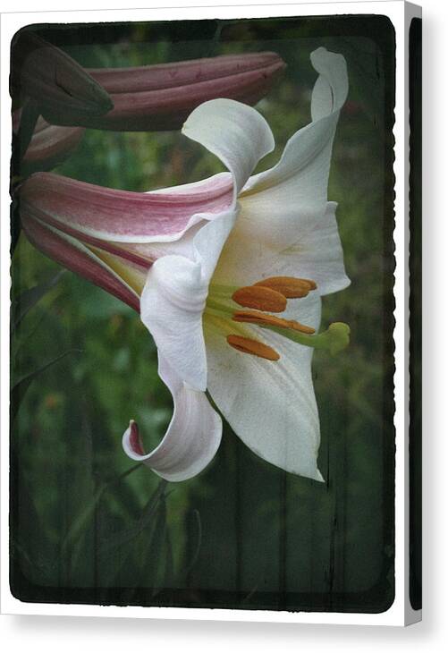 Lily Canvas Print featuring the photograph Vintage Summer Lily by Richard Cummings