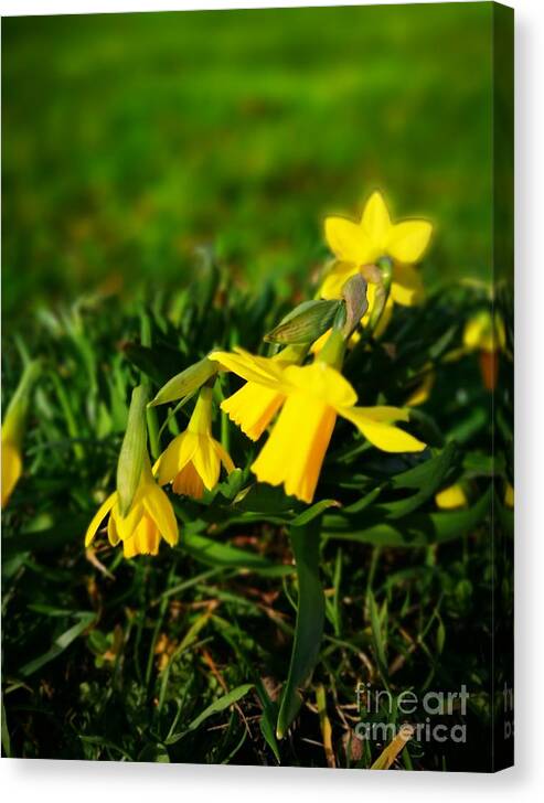Nature Canvas Print featuring the photograph Daffodils by Jarek Filipowicz