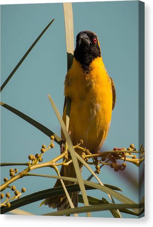 Bird Canvas Print featuring the photograph Southern Masked Weaver by Claudio Maioli