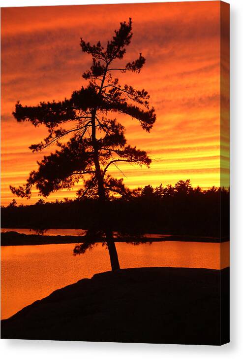 Pine Tree Canvas Print featuring the photograph Sunset Solitude by Linda McRae