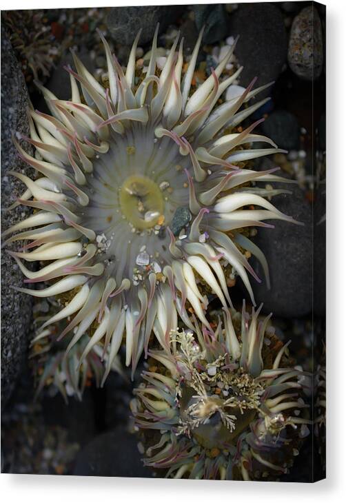 Small Group Of Objects Canvas Print featuring the photograph Sea Anemone by Mike Fusaro