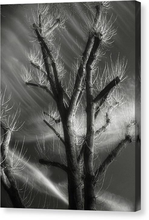 Monochrome Canvas Print featuring the photograph Tree Spirit by Richard Cummings