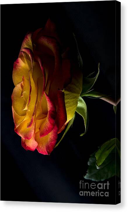 Rose Canvas Print featuring the photograph A Rose Story 2 by David Haskett II