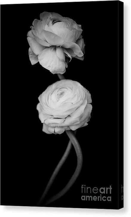 Ranunculus Canvas Print featuring the photograph Dancing in the dark by Wei-San Ooi