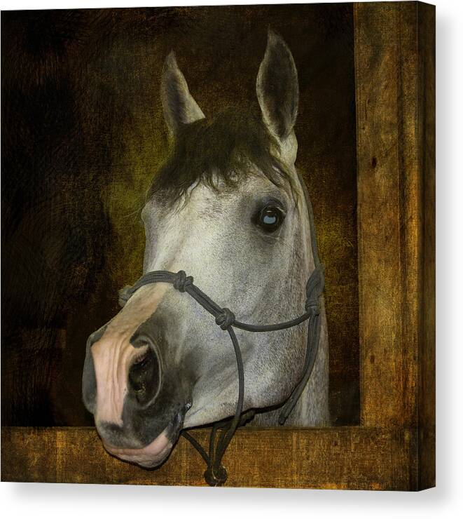 Arabian Horse Canvas Print featuring the photograph Sundance Kid by Sandra Selle Rodriguez