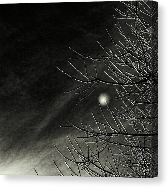 Infrared Canvas Print featuring the photograph Branching Out by Kate Hannon
