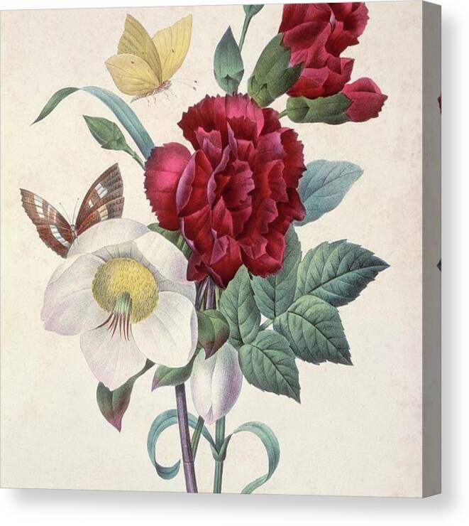 Illustration Canvas Print featuring the photograph Christmas Rose Helleborus Niger by Natural History Museum, London/science Photo Library