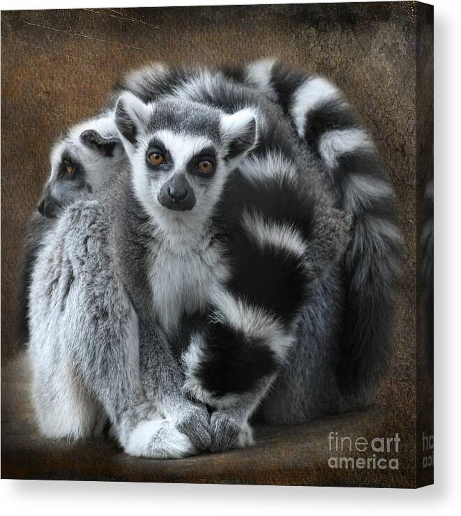 Lemur Canvas Print featuring the digital art Curious Lemur by Jayne Carney