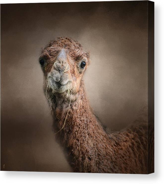 Arabian Camels Canvas Print featuring the photograph Eat Your Veggies - Baby Camel - Wildlife by Jai Johnson