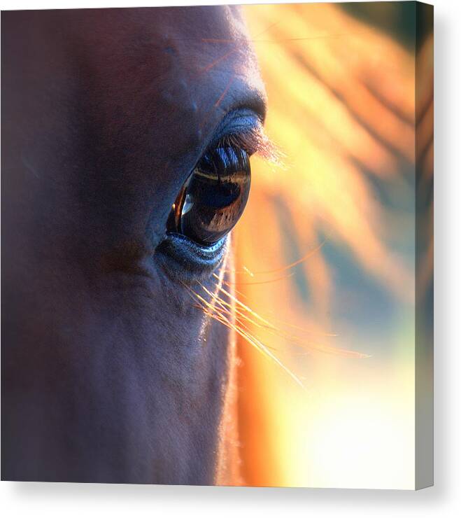 Equine Canvas Print featuring the photograph Eye to Eye.. by Al Swasey