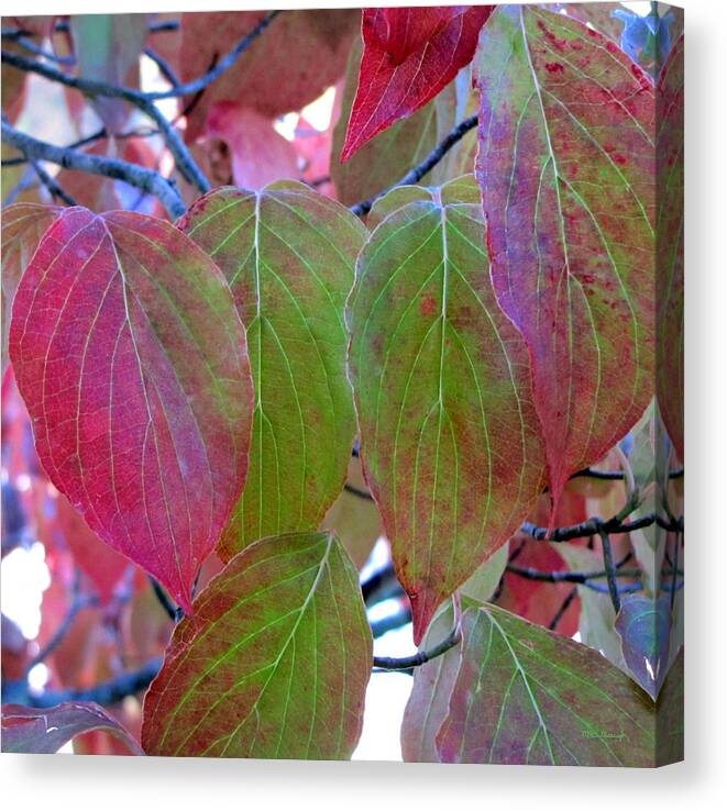 Duane Mccullough Canvas Print featuring the photograph Fall Dogwood Leaf Colors 1 by Duane McCullough