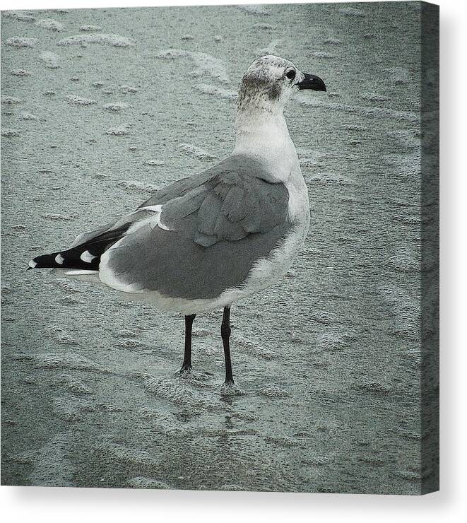 Seagull Canvas Print featuring the photograph Florida Seagull by Sandra Selle Rodriguez