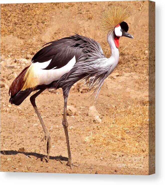Animal Canvas Print featuring the painting Grey Crowned Crane by K L Kingston