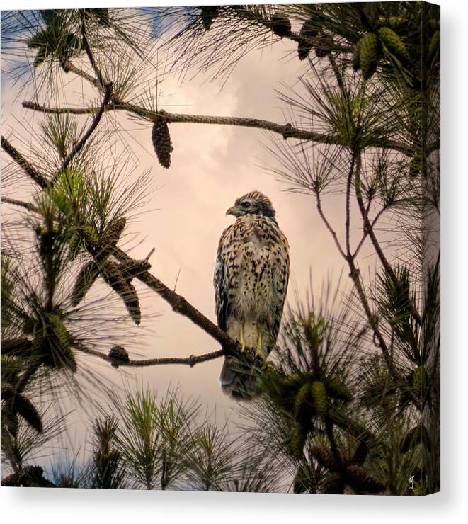 Bird Art Canvas Print featuring the photograph Juvenile Red Shouldered Hawk 06.07.2014 by Jai Johnson