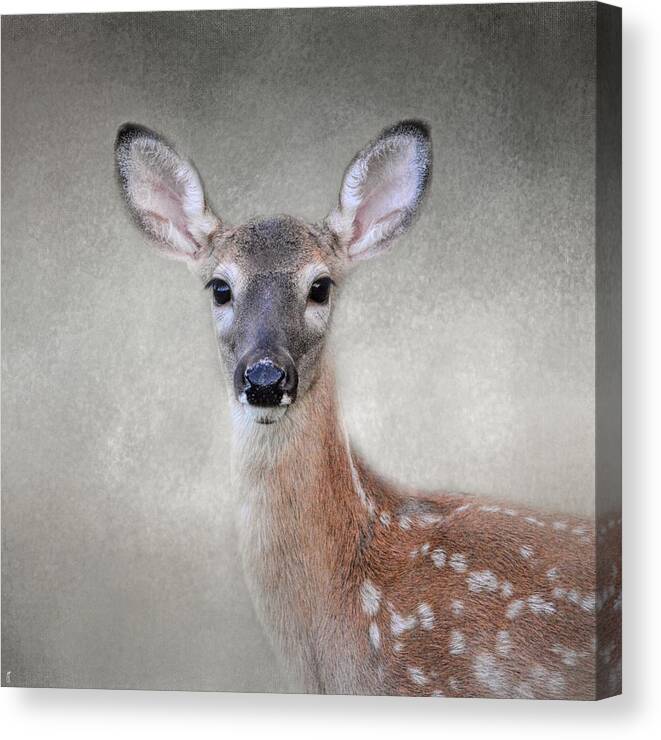 Jai Johnson Canvas Print featuring the photograph Little Miss Lashes - White Tailed Deer - Fawn by Jai Johnson