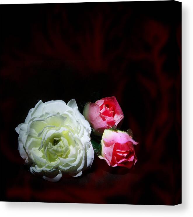 White And Pink Roses On Black/maroon Background Canvas Print featuring the photograph Roses by Cecil Fuselier
