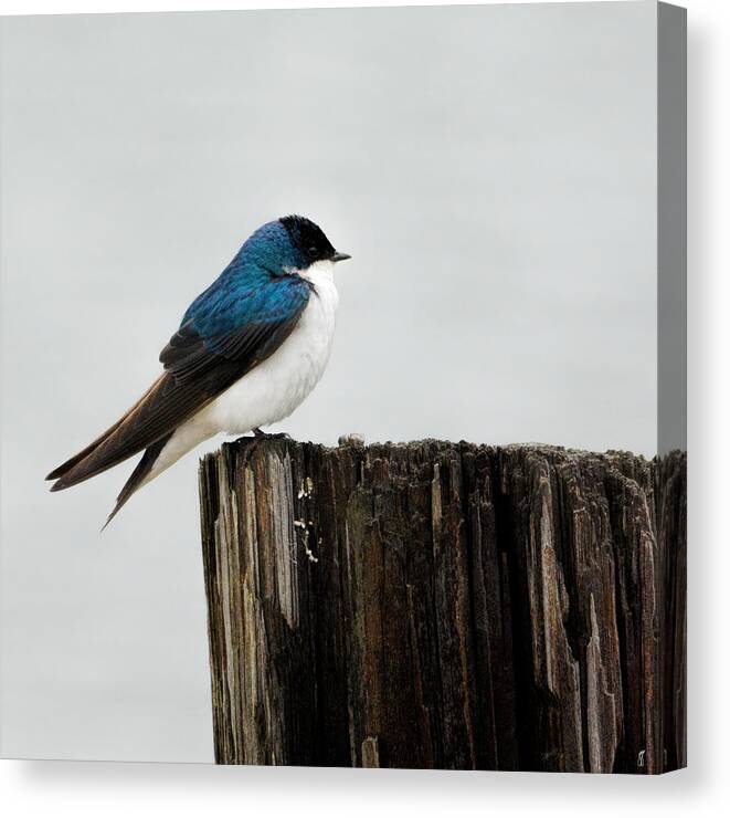 Bird Canvas Print featuring the photograph Tree Swallow - 06.14.2014 by Jai Johnson
