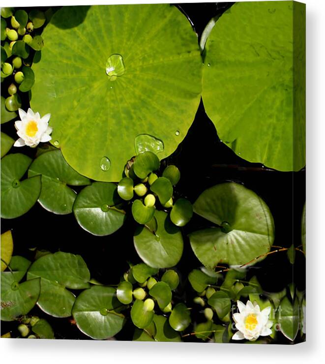 Lily Pad Photograph Canvas Print featuring the photograph Water drops Bristol Rhode Island by Tom Prendergast