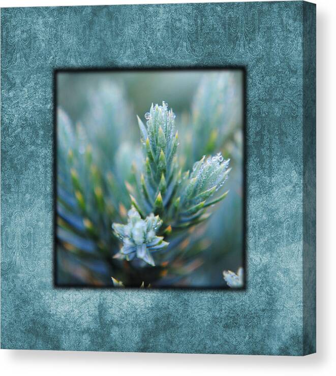 artistic Nature Photo Canvas Print featuring the photograph Dew on the Pine II Photo Square by Jai Johnson