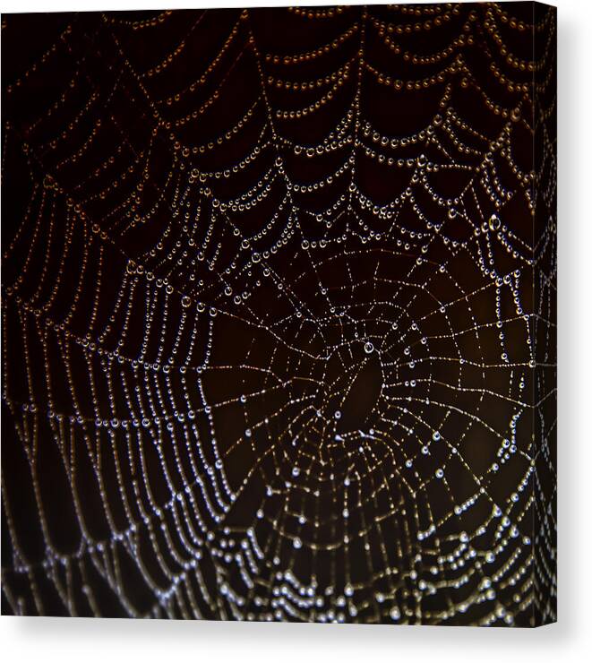 Web Canvas Print featuring the photograph The Web by Kate Hannon