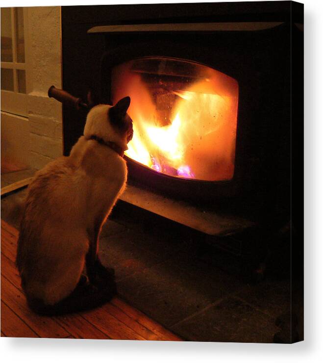 Siamese Cat Canvas Print featuring the photograph Winter warmth by K L Kingston